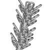 tree.png