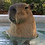 capibara capibara